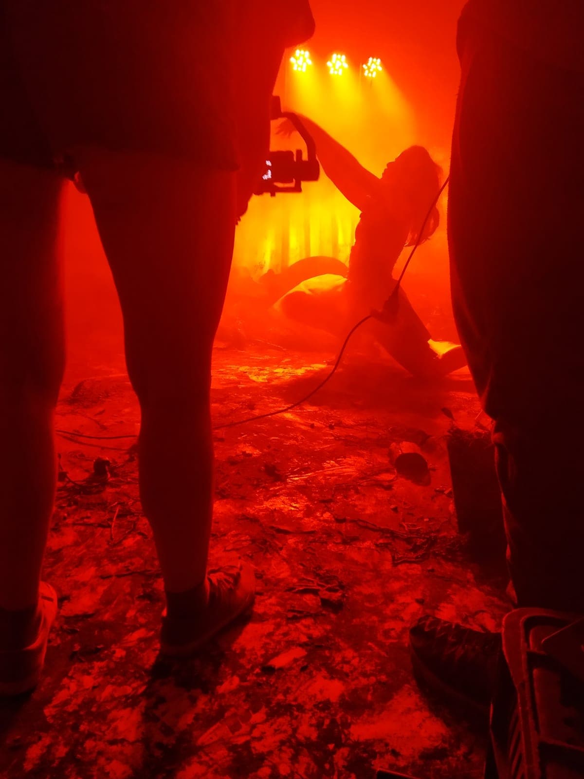 Tentilhão — foto 3